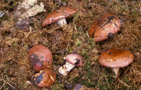 Cortinarius balteatocumatilis var. laetus